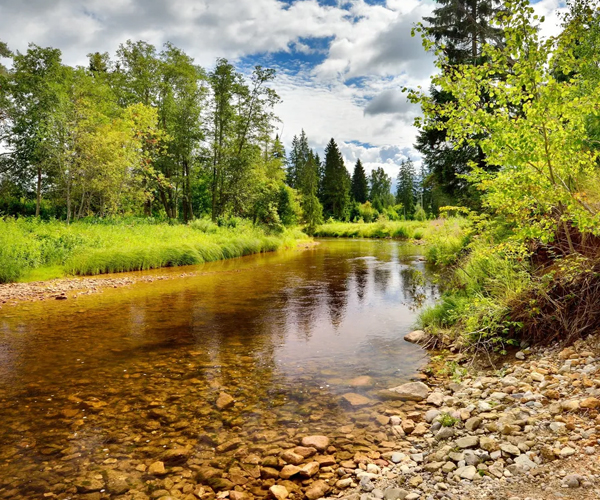 Reading List: Forests