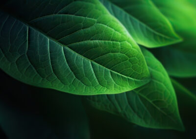 green leaf background