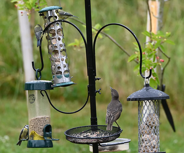 Welcoming Back the Birds